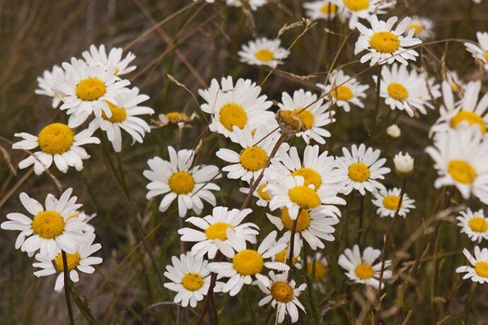 Ox-eye daisy (Leucanthemum vulgare), a weed infestation threat in Kosciuszko National Park