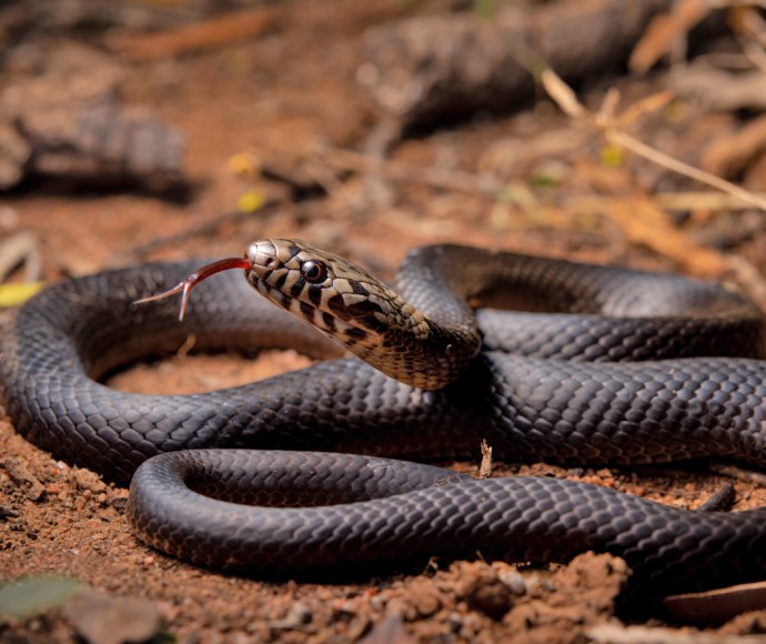 A pale-headed snake (hoplocephalus bitorquatus) sticks out its tongue