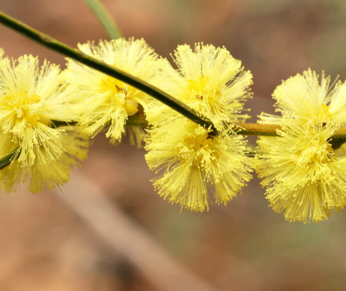 Phantom wattle (Acacia phasmoides) threatened species