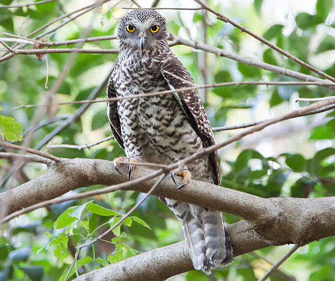 A powerful owl (Ninox strenua) perched in a tree branch