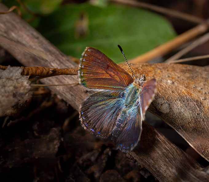 Copper coloured butterfly with pearlescent blue and green markings