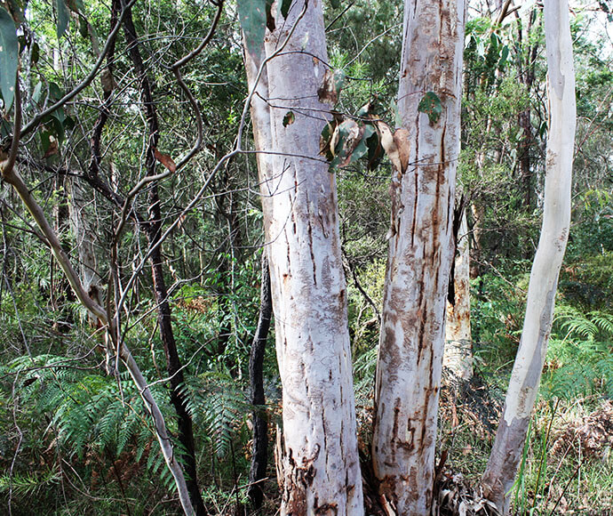 A close-up view of eucalyptus trees with smooth, patchy bark in a dense forest setting with underbrush and ferns.