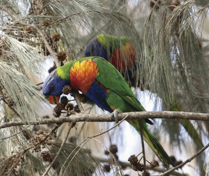 Two rainbow lorikeets (Trichoglossus haematodus) feeding on allocasuarina seeds