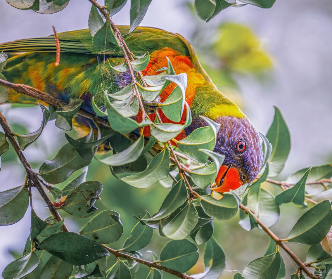 A rainbow lorikeet (Trichoglossus moluccanus) perched in a tree