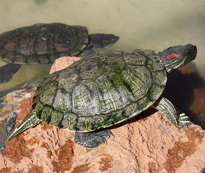 Red eared slider turtle (Trachemys scripta elegans)