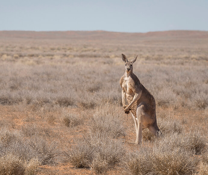 Red kangaroo (Macropus rufus) amongst the Mitchell grass Sturt National Park