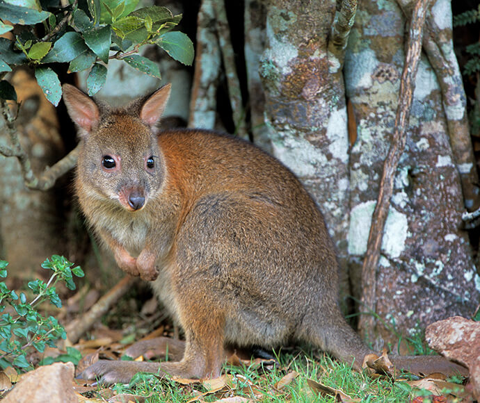 A red-necked pademelon (Thylogale thetis) stands at the base of tree trunks