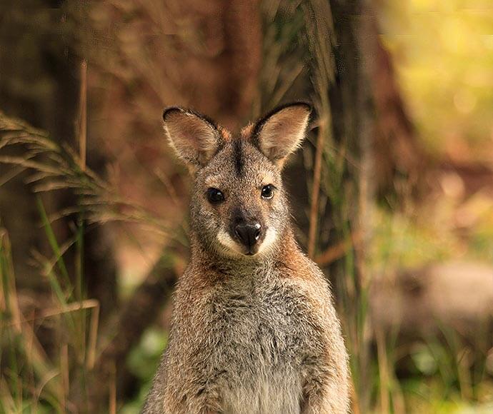 A red-necked wallaby (Macropus rufogriseus) in Wollemi National Park