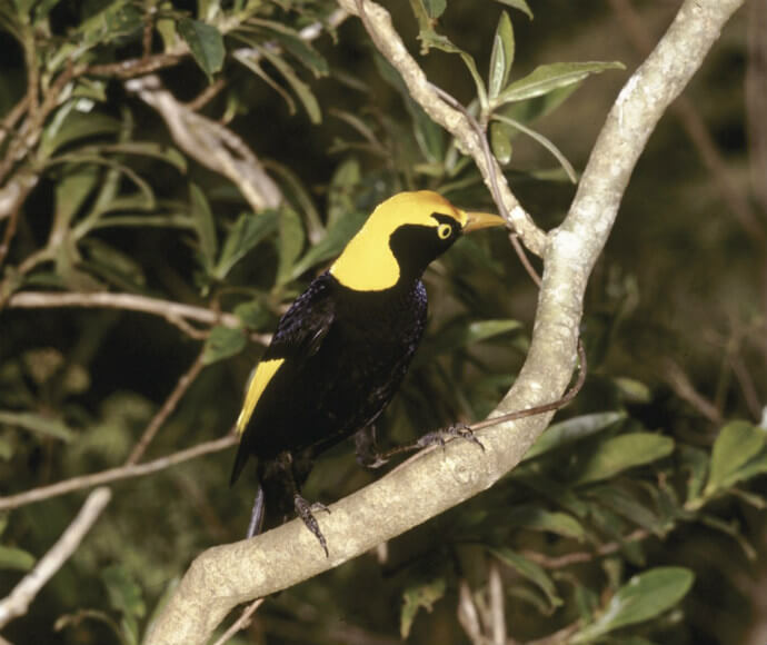 A Regent bowerbird (Sericulus chrysocephalus) perched in a tree