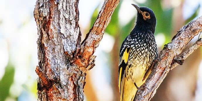 A regent honeyeater climbing high up a tree