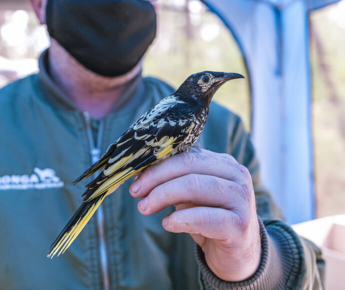 A yellow and black regent honeyeater perched on a person's hand