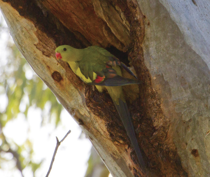 A regent parrot with a long tail crouched inside a tree hollow