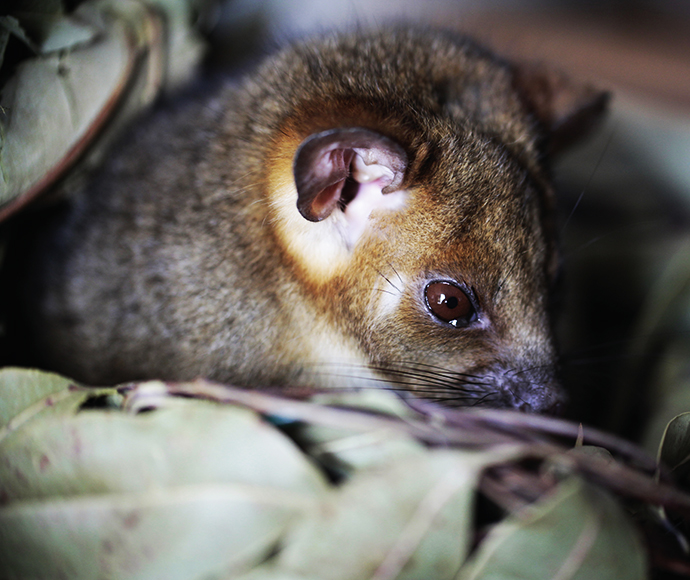 A close-up of a ringtail possum nestled among green leaves, showcasing its round, dark eyes and pointed ears. The possum’s soft fur is brown with a hint of orange.