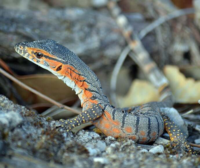 Side closeup of a Rosenberg's goanna (Varanus rosenbergi) with alert expression, finely white spotted and dark grey body, bright eye looking to the left, claws on tree branches