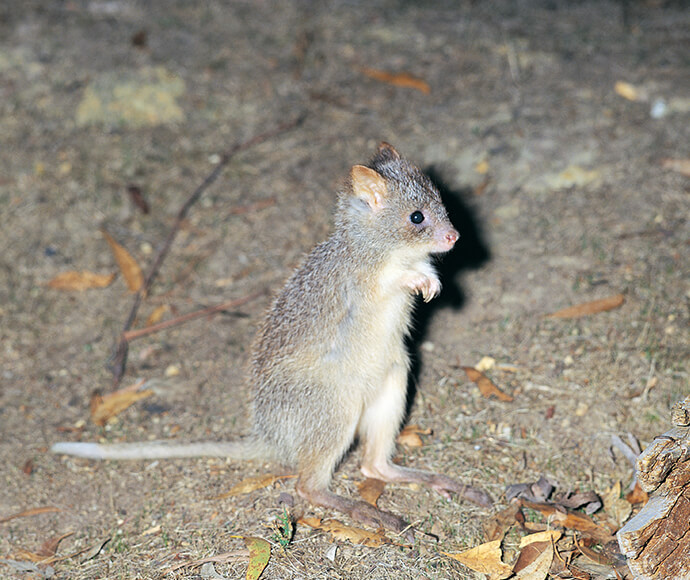 A rufous bettong (Aepyprymnus rufescens) rears up on its hind legs