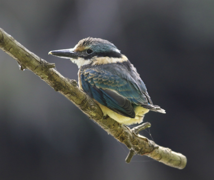 A sacred kingfisher climbs up a tree with an array of colourful feathers in shades of blue and white