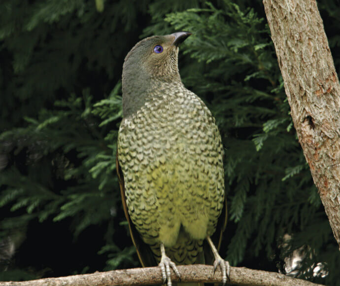 A satin bowerbird female (Ptilonorhynchus violaceus) perched in a tree