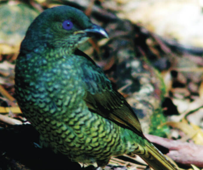 A satin bowerbird (Ptilonorhynchus violaceus) in woodlands