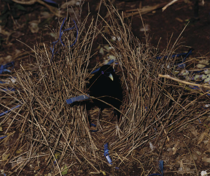 Male satin bowerbird (Ptilonorhynchus violaceus) in his bower