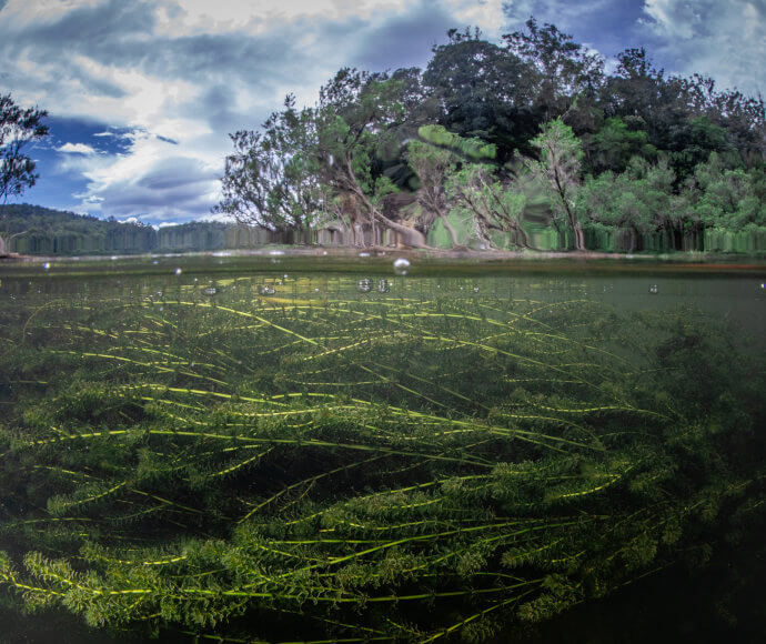 Native reeds growing under the surface of the river