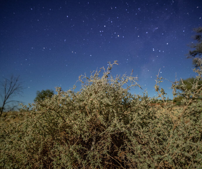 Thorny native scrub against the night sky full of stars