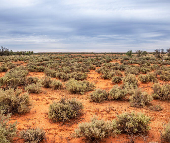 Silvery green bushes growing out of bright red-orange dirt