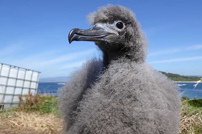 Close-up of a fluffy Shearwater (Puffinus assimilis) chick on Big Island, Five Islands Nature Reserve, with a clear blue sky in the background and sparse vegetation on the ground.