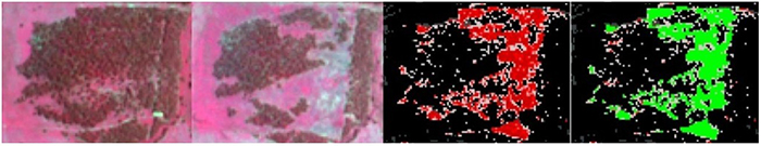 Four combined images showing from left to right the area prior to vegetation clearing, the area after vegetation clearing, a probability raster showing high probability clearing in red and a probability raster that has been verified identifying agricultural clearing as green