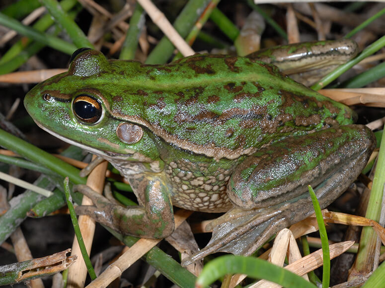 A southern bell frog (Litoria raniformis) perched on vegetation