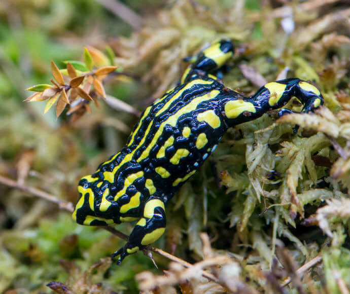 A southern corroboree frog (Pseudophryne corroboree) perched on vegetation