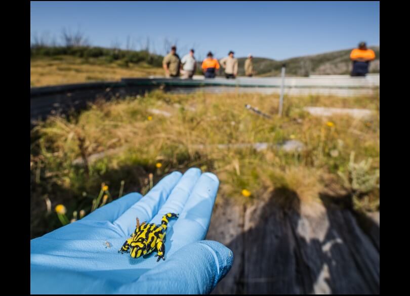 A small bright yellow and black frog held in the palm of a person's hand