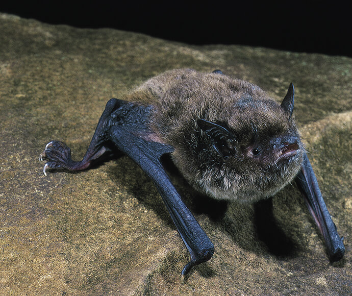 A southern myotis crawling on of a rocky surface