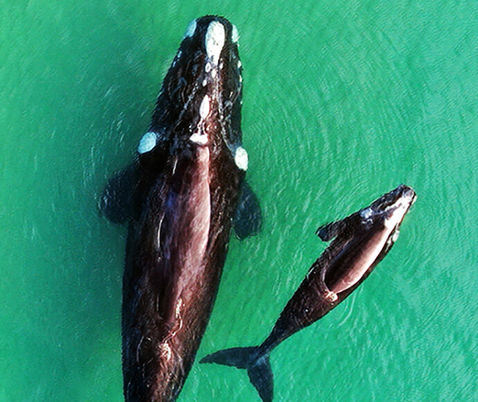 A southern right whale (Eubalaena australis)and her newborn calf 