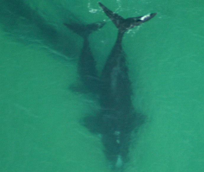 A Southern right whale (Eubalaena australis) mother and her calf swim close together in greenish ocean waters, viewed from above. The mother whale’s larger size and distinctive callosities on their heads are visible, highlighting the bond between them.