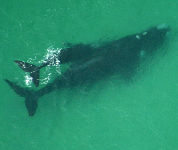 A mother southern right whale (Eubalaena australis) and and her calf 