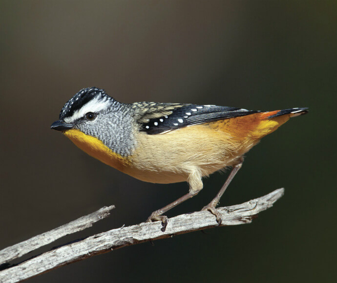 A spotted pardalote (Pardalotus punctatus) perched on a branch