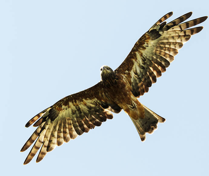 A square-tailed kite flying in the sky