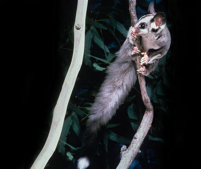 A squirrel glider (Petaurus norfolcensis) perched on a tree branch