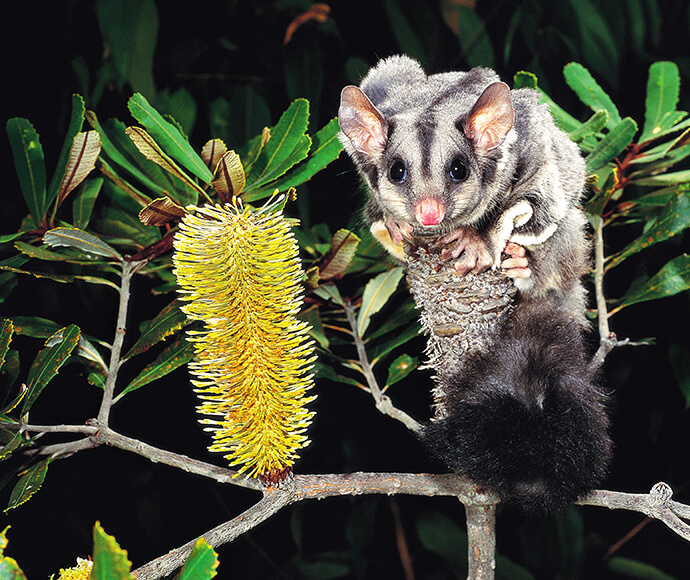 A squirrel glider climbing up a wattle tree