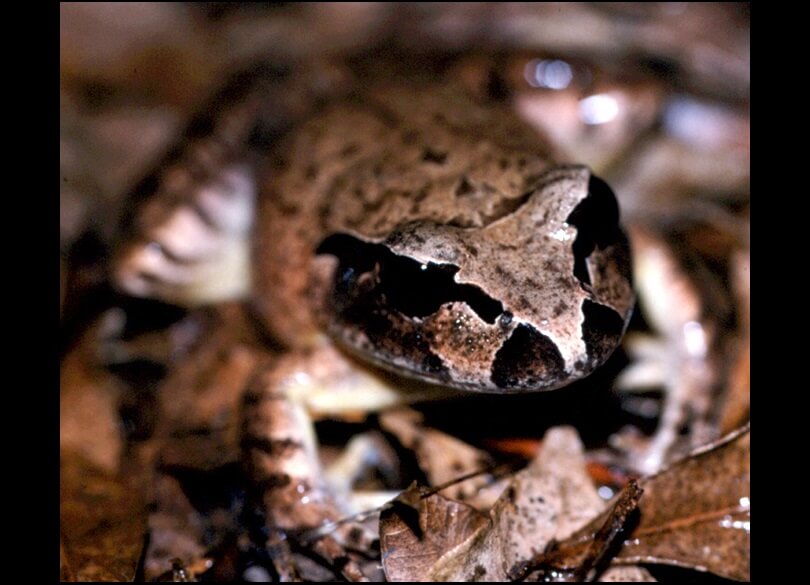 Stuttering frog (Mixophyes balbus)