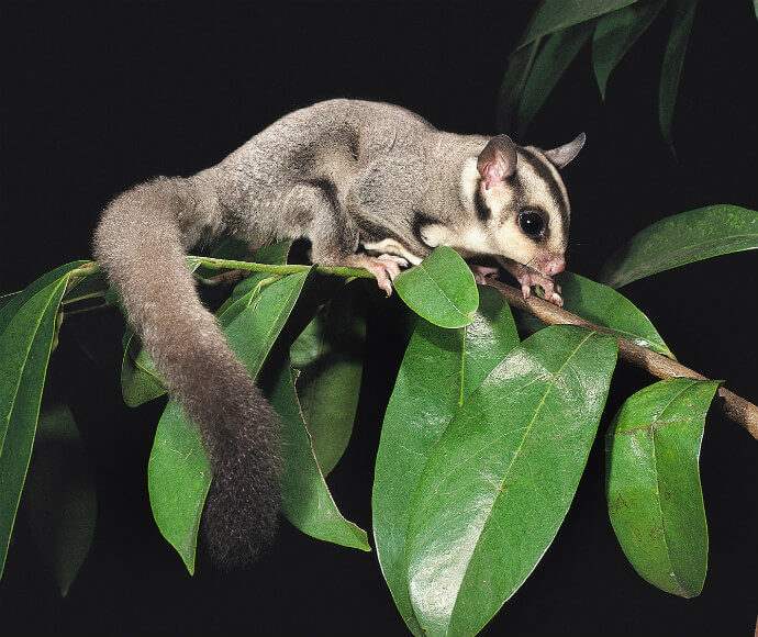 A sugar glider (Petaurus breviceps) perched on a tree branch