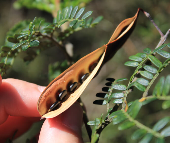 A wattle seed pod has opened, ready to drop its shiny black seeds