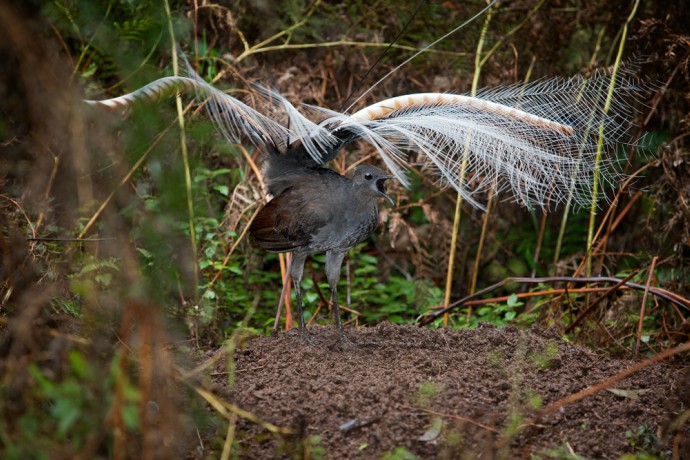 A superb lyerbird conducts its courtship mound dance with its wings spread and beak opened wide, amidst the colourful brown and green bushes