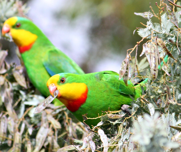 A pair of brighly coloured superb parrots sit on a leafy tree, with a small leaf in their mouthes. Their bodies are mostly bright green with patches of yellow and red across their faces