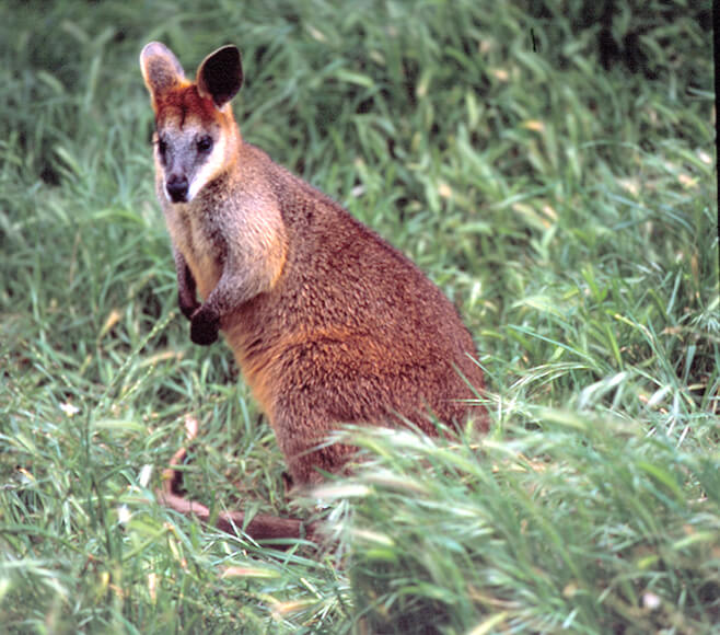 A swamp wallaby (Wallabia bicolour) stands in long grass