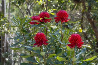 five bright red waratahs in bloom