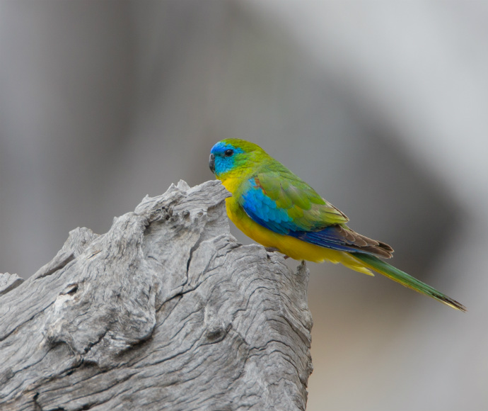 A very small turquoise parrot is perched on some bark and is coloured a mix of light blue, green and yellow