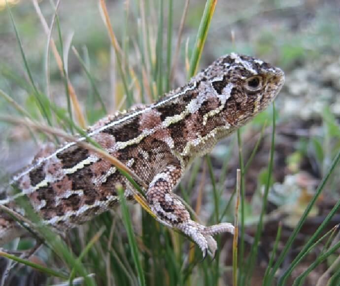 Dragon with white, light and dark brown markings climbing in native grass