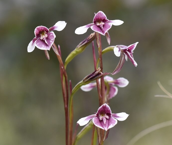 Vibrant warm purple orchids