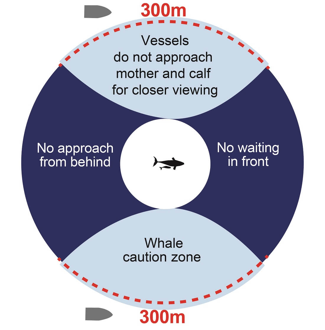 Vessels must stay 300 m or more from a whale mother and calf and must not approach from behind or wait in front of the whale and calf.